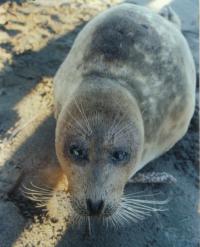 Caspian Seal Juvenile with Canine Distemper Virus