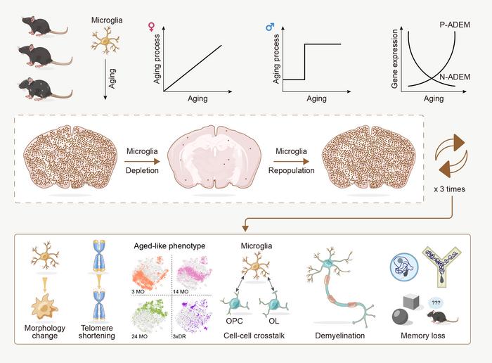 Schematic summary of this study