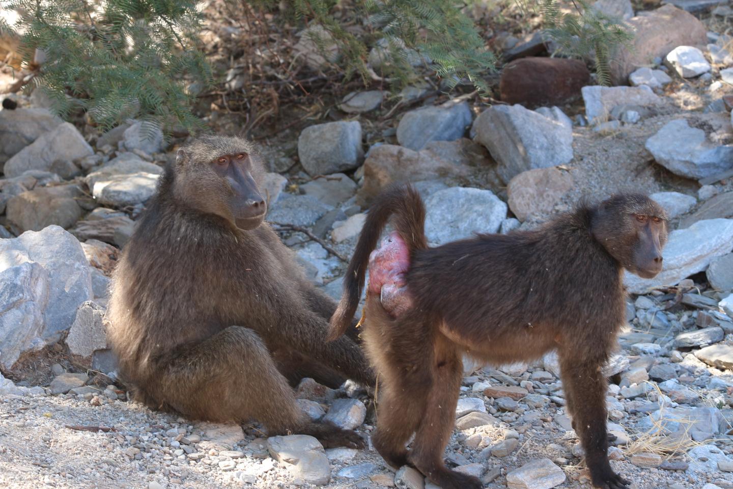 Female Baboon Presenting to Male