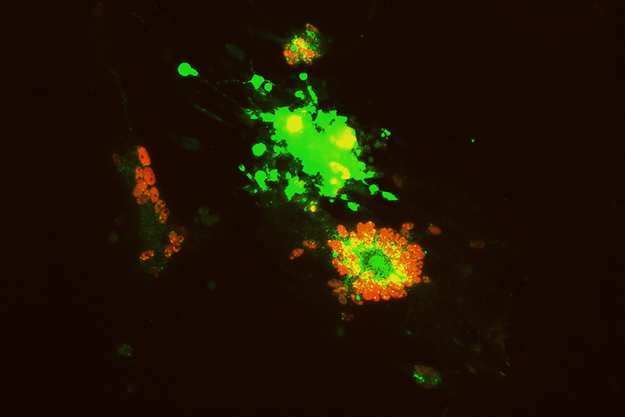 Cellular co-infection