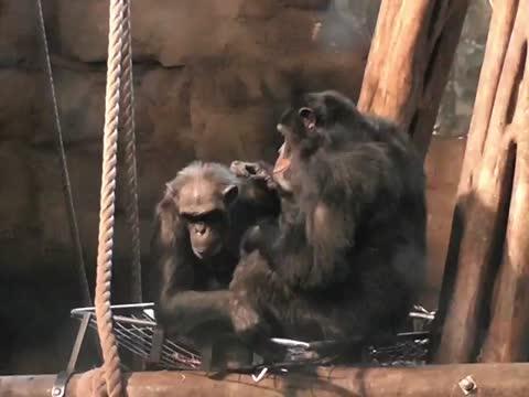 Chimp Lip-Smacks as They're Grooming