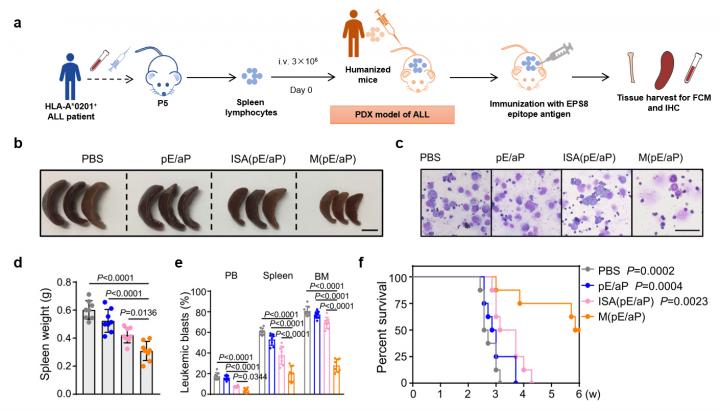Potent anti-leukemia activity in the PDX model