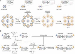 USTC Constructs Sophisticated Synthetic System Using Self-replicating Nanostructures