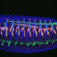 Image of a <i>Drosophila</i> Embryo