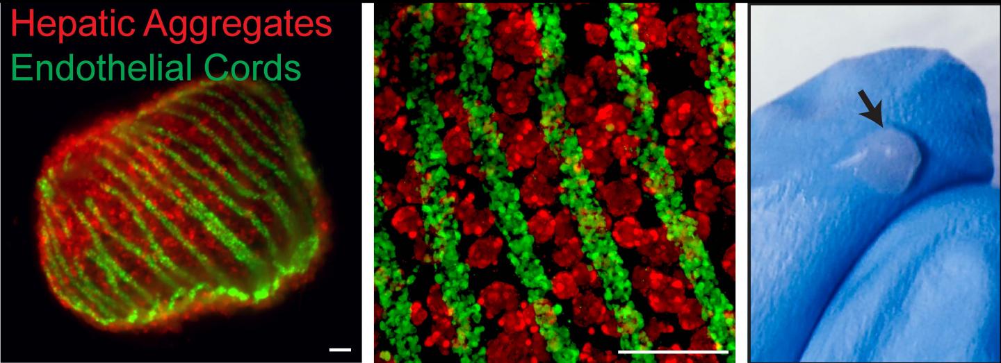 Organ SEEDs Grow New Liver Tissue (2 of 4)