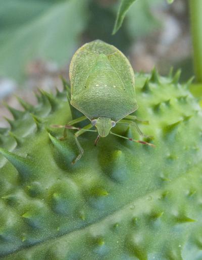 <i>Nezara viridula</i> (1 of 2)