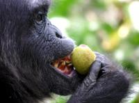 A Chimpanzee Evaluates the Edibility of Figs and Demonstrates Incisor Evaluation