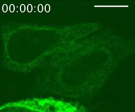 PCP Proteins