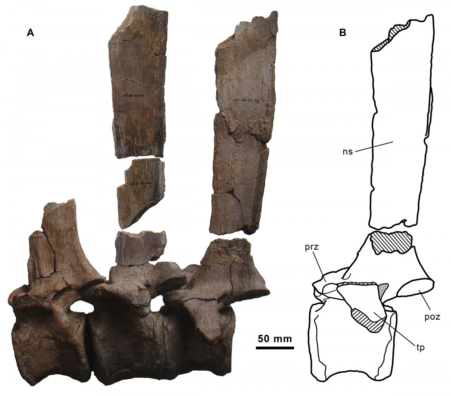 New Species Of 'Sail-Backed' Dinosaur Found In Spain