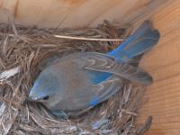 Female Western Bluebird on Nest