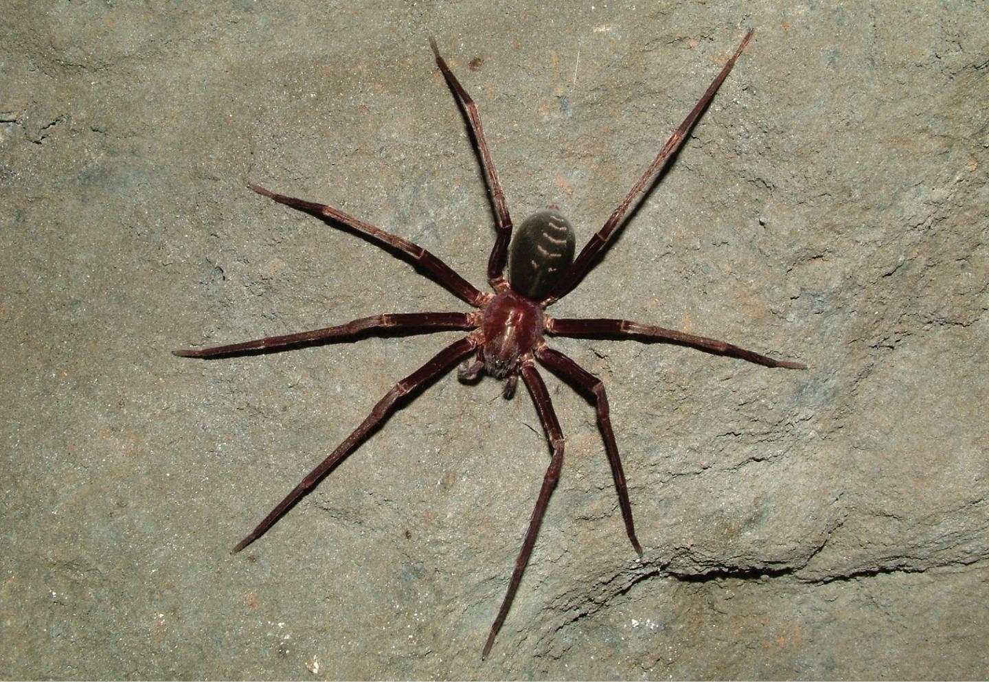 Common Troglophile Spider from Southeastern Brazil