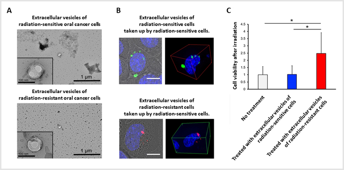 Effect of extracellular vesicles isolated from oral cancer cells on the radioresistance of oral cancer.