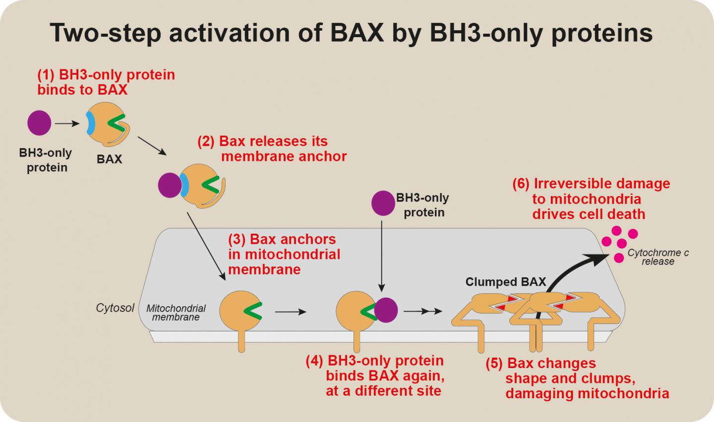 How BAX Triggers Cell Death [IMAGE] | EurekAlert! Science News Releases