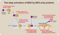 How BAX Triggers Cell Death