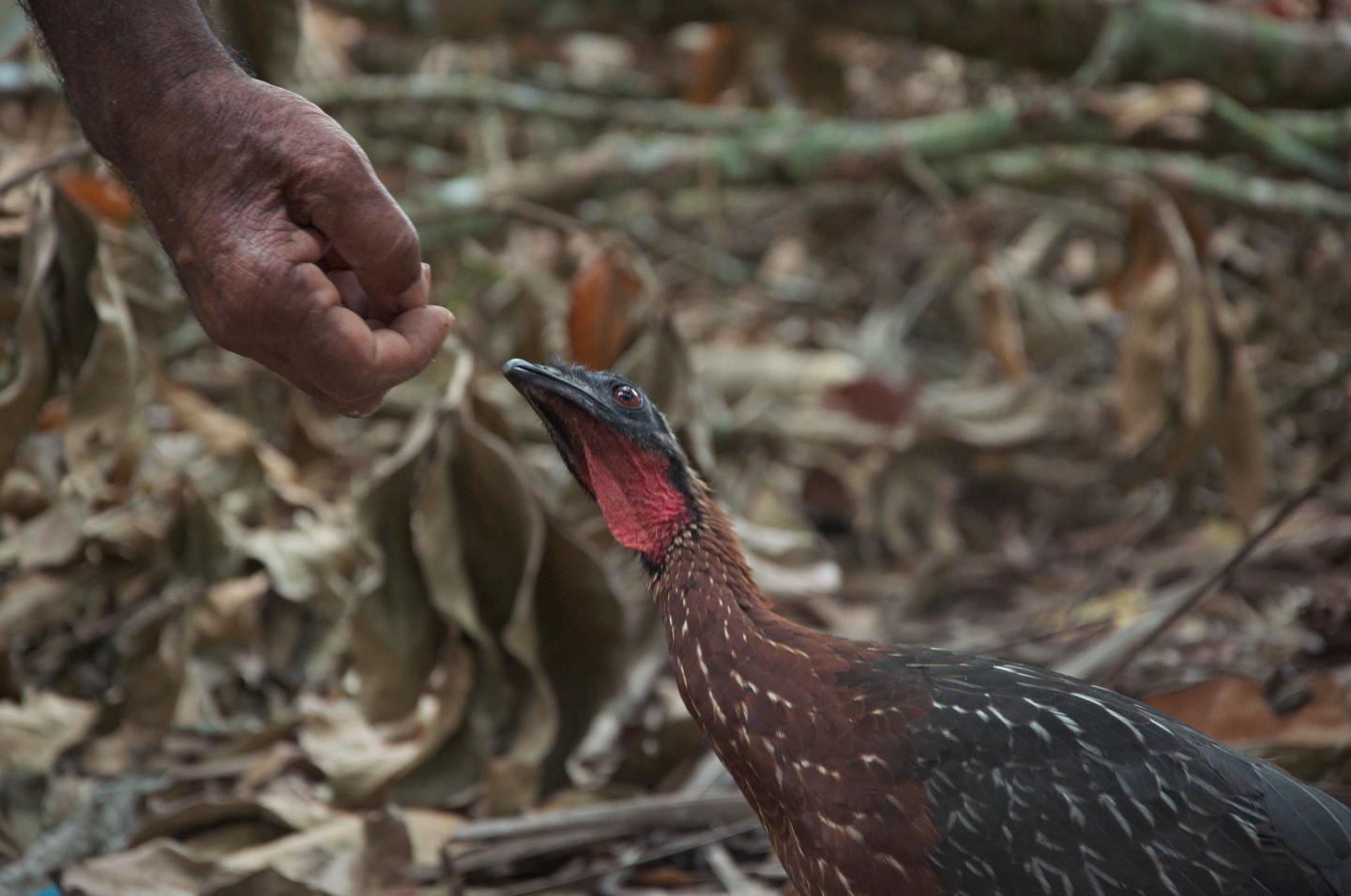 Farmer feeds tame crested guan (Penelope purpurascens)