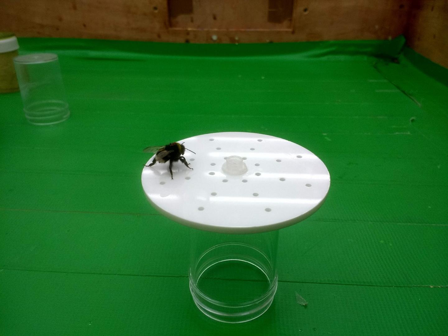 A Captive Bumblebee Walks Across the Surface of an Artificial Flower
