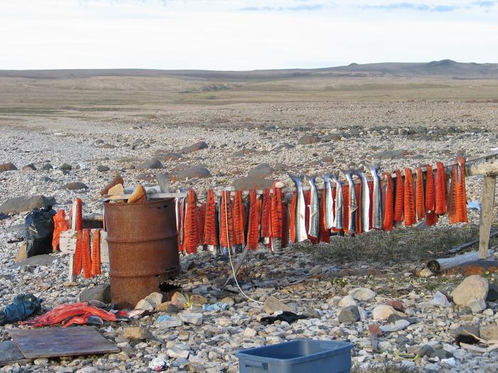 Arctic Char drying near Uluhaktok, Canada