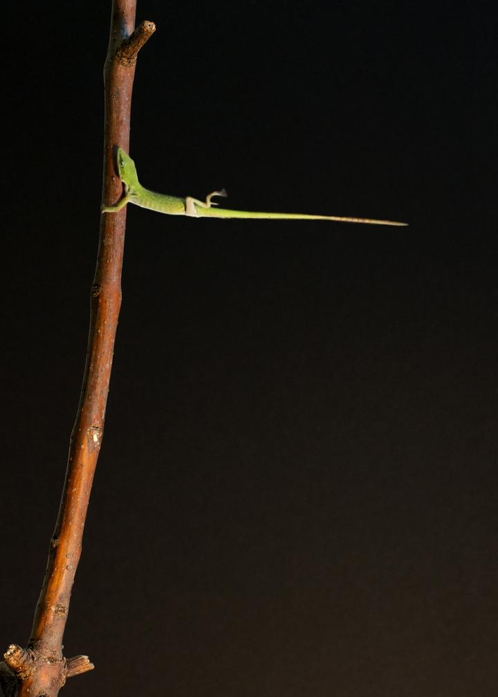 Anolis carolinensis [IMAGE] EurekAlert! Science News Releases