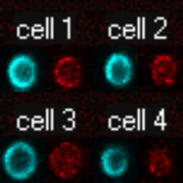 New Technology Tracks T Cell Receptors (5 of 5)