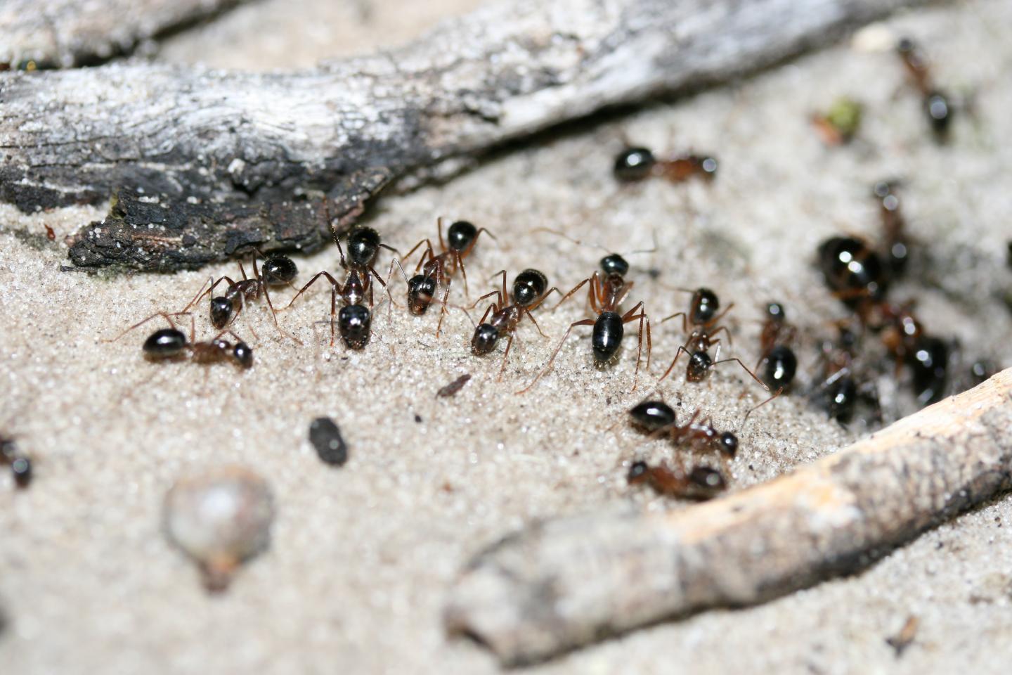 Sugar Ants - Camponotus terebrans