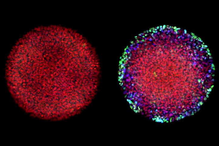 Embryo Differentiation
