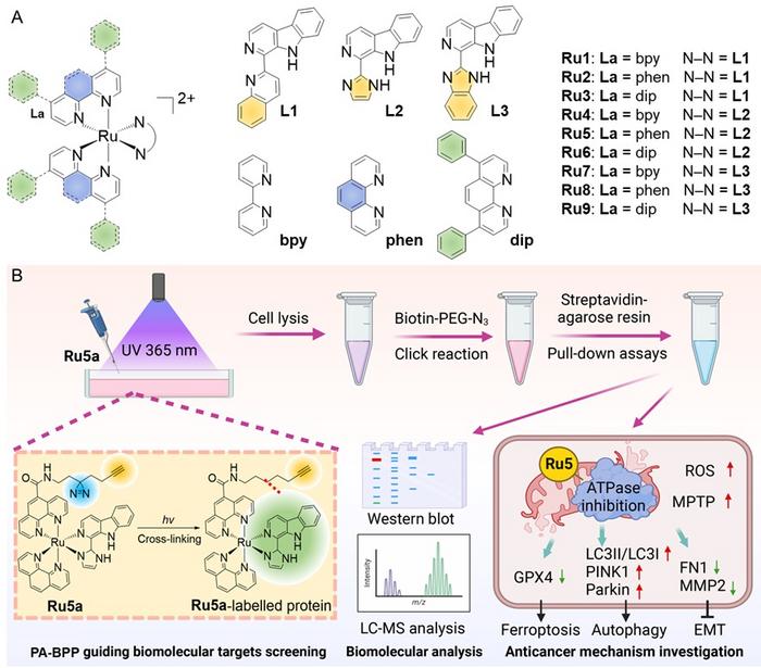 Study on molecular targets and anticancer mechanisms of β-carboline ruthenium(II) polypyridyl complexes based on photoaffinity-based protein profiling