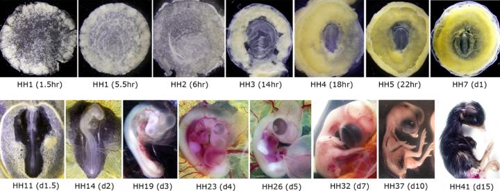 Developmental Stages Selected for Cap Analysis of Gene Expression (CAGE) Study