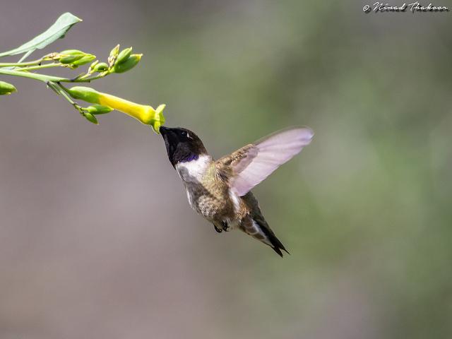 Hummingbird on Flower