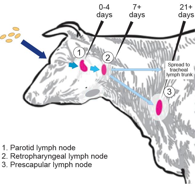 Cattle bottleneck