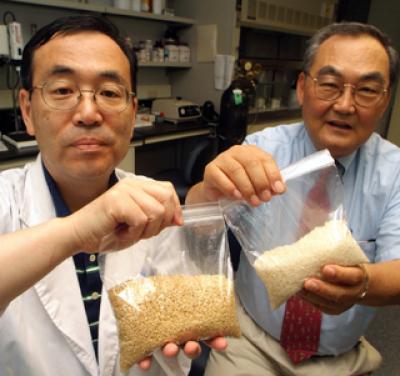 Compound that Helps Rice Grow Reduces Nerve, Vascular Damage from Diabetes