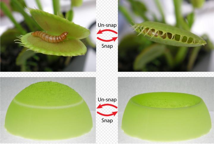 Materials Advance Inspired by Snapping Ability