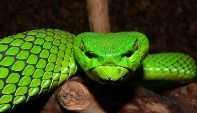 Gumprechts Green Pit Viper