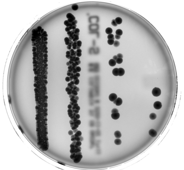 Gut bacteria in a Petri dish