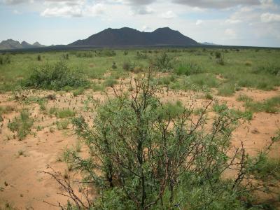 Black Grama Grassland is Invaded by Mesquite