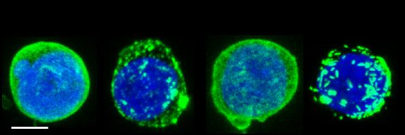 CD40 Receptor Clustering