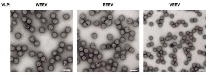 New Vaccine Protects Against Multiple Strains of an Emerging Virus in Animals (1 of 1)