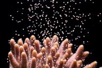Coral Releasing Egg/Sperm Bundles