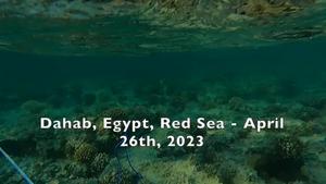 Dead and dying long-spine urchins in Dahab (00:00 – 02:43) and in Réunion Island (02:44 – 02:54).