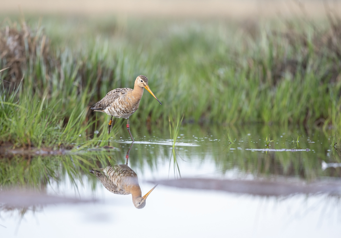 Black Tailed Godwit (Limosa limosa)