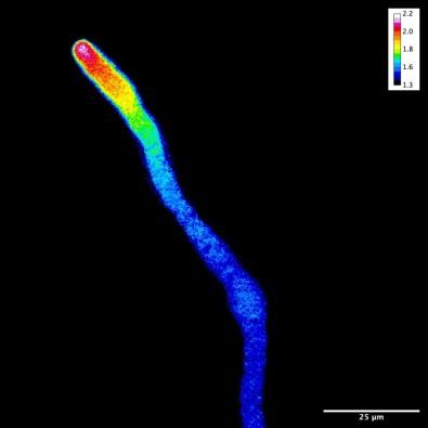 Fertilization mechanisms