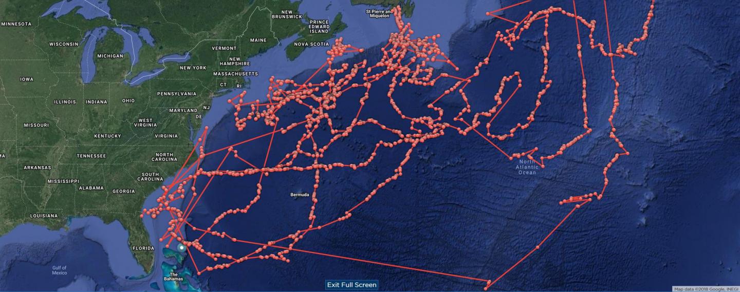 Great white sharks dive deep into warmwater EurekAlert!
