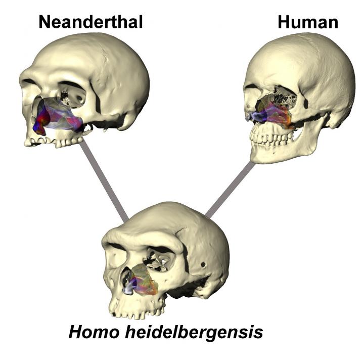 Neanderthal Skull Simulation