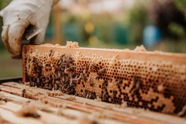 Managed Honey Bees