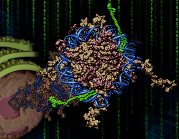 A Synthetic Molecular Code Called Bi-PIP