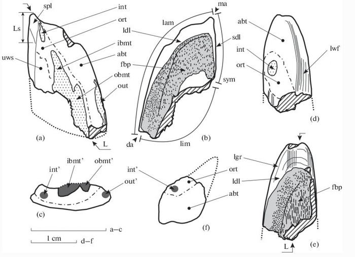 Callorhinchidae