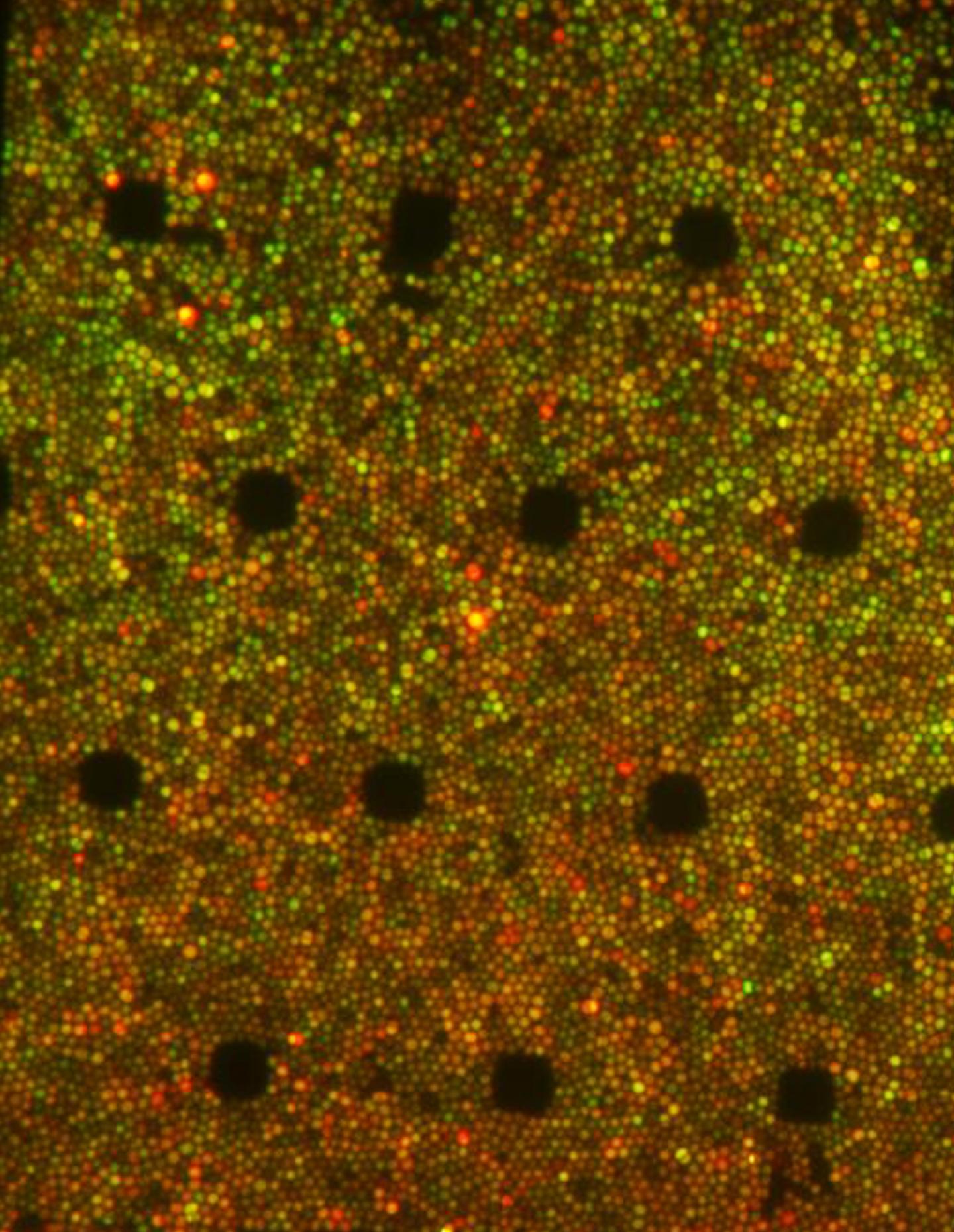 Diversity of Expression of 2 Genes in the Same Bacterial Population