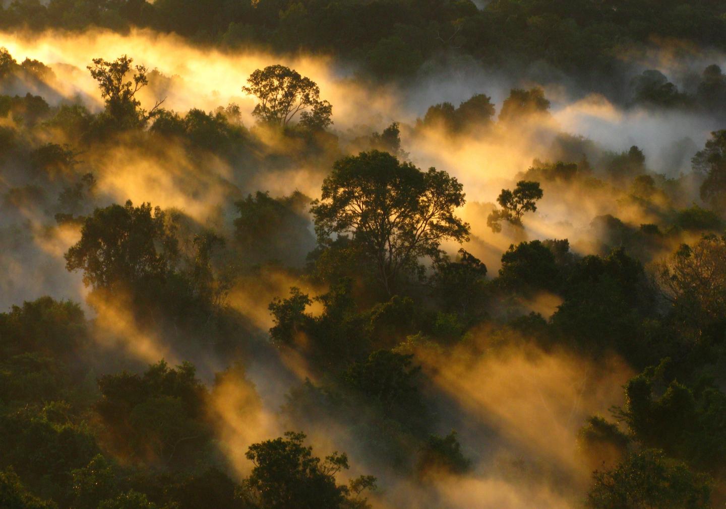 Amazon Forest canopy at dawn in Brazil