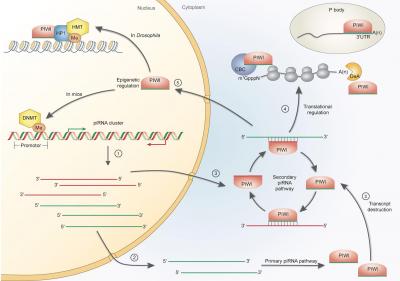 Schematic Presentation of Gene Regulation Mechanisms Mediated by the PIWI-piRNA Pathway