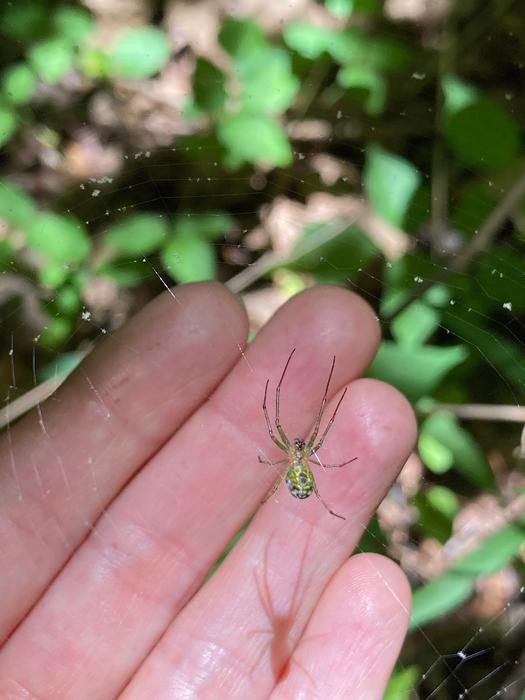 Lecauge venusta spider