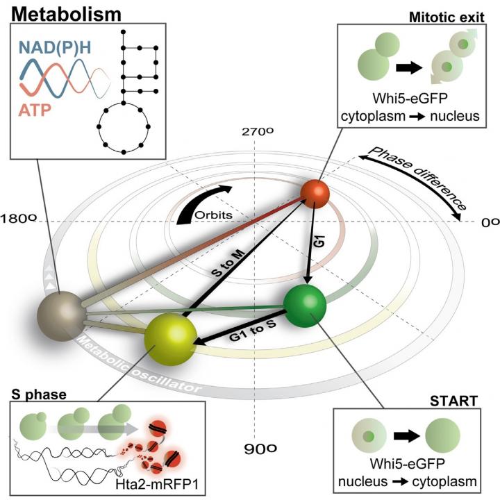 Graphical Abstract of Cell Cycle Regulation